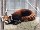 動物園も直面する「高齢化問題」、このままではゾウやゴリラが消えることに